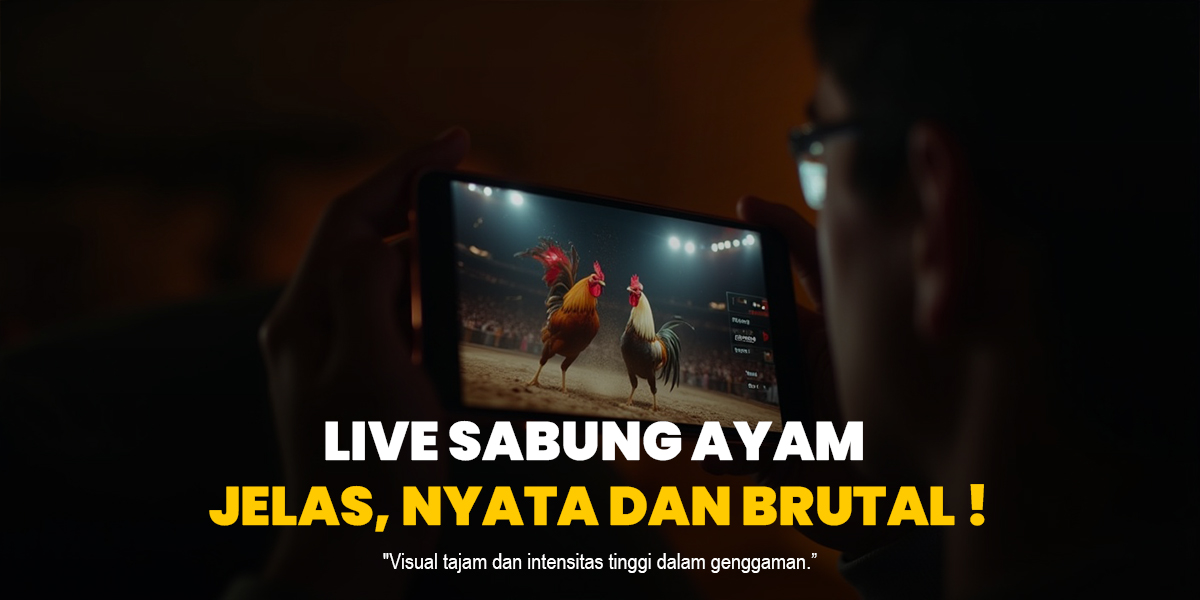 Mengenal Sabung Ayam: Sejarah, Budaya, dan Kontroversinya